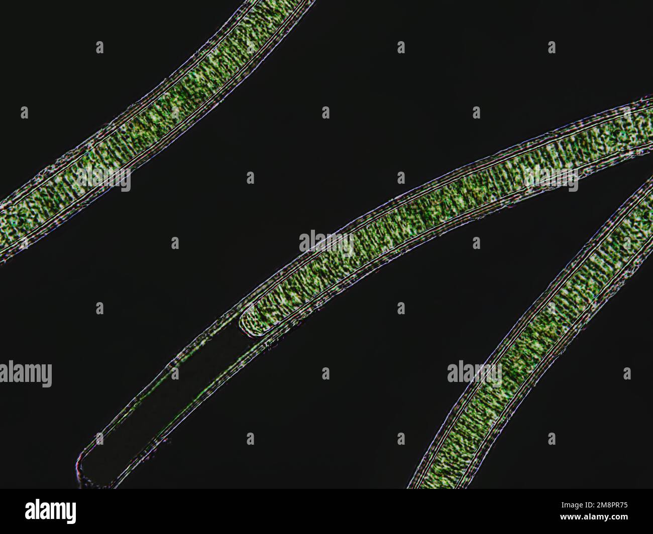 Oscillatoria Under Microscope