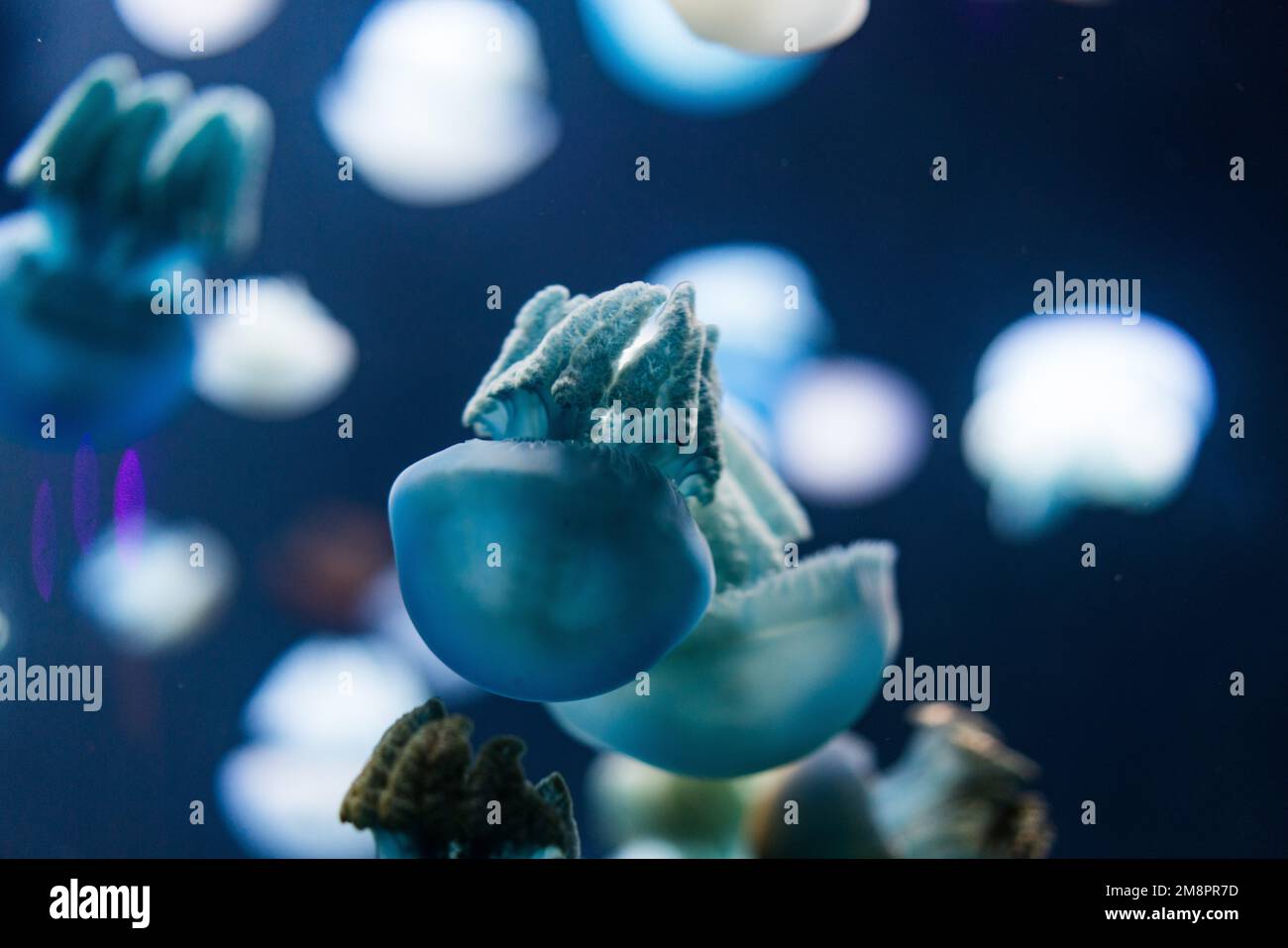 Resort world sentosa aquarium hi-res stock photography and images - Alamy