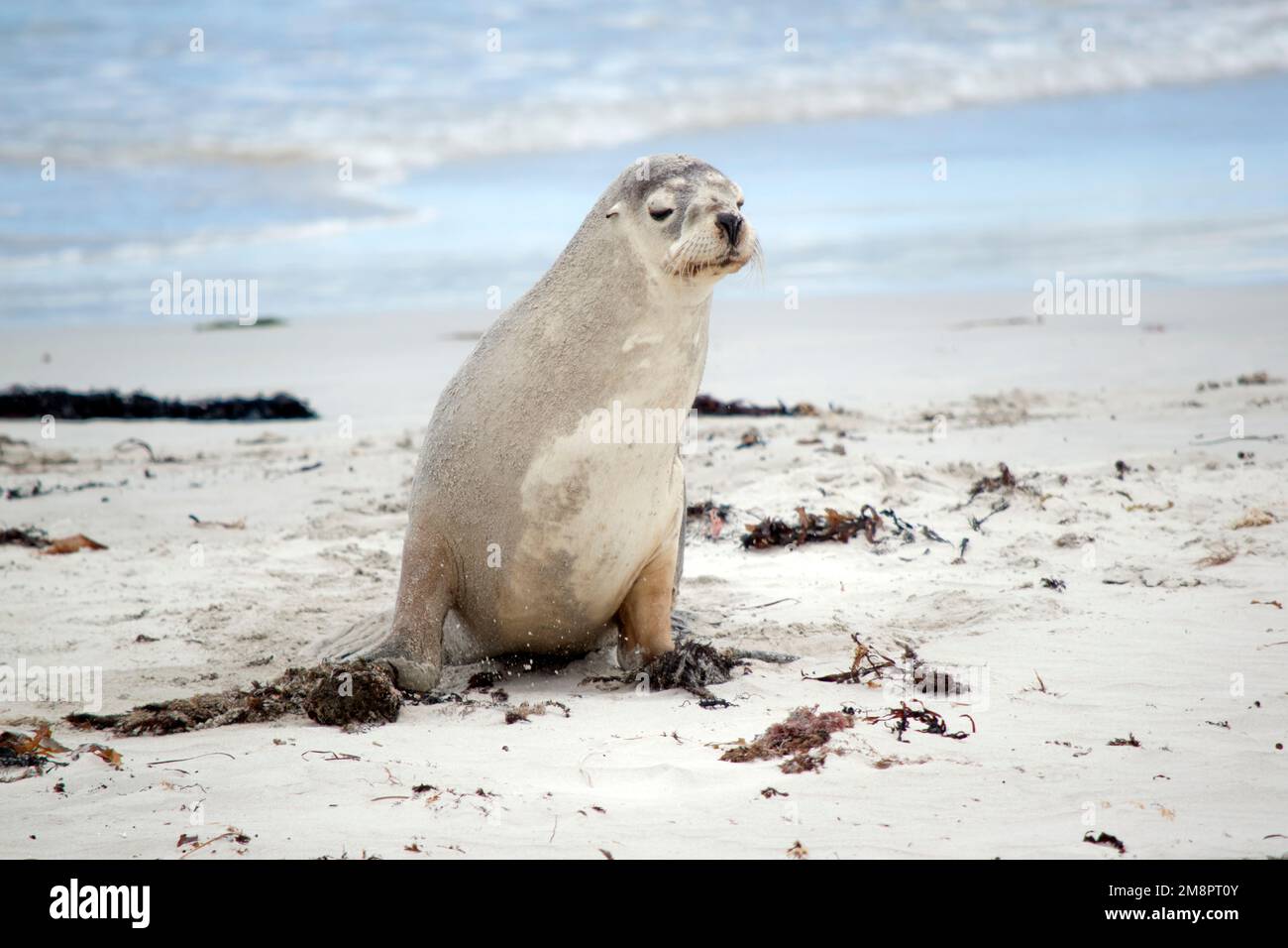 the sea lion pup is looking for his mother on the beach Stock Photo