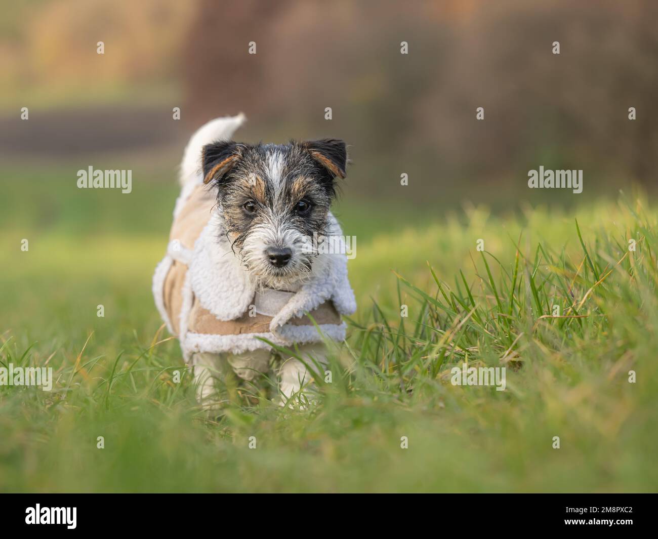 Small roughhaired Jack Russell Terrier puppy 15 weeks old. dog