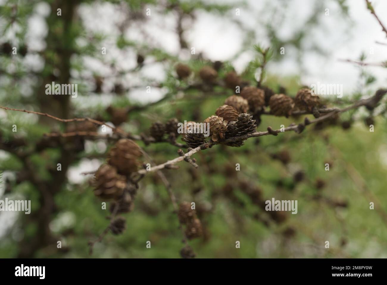 Closeup dry larch trree branches with cones, shallow focus Stock Photo