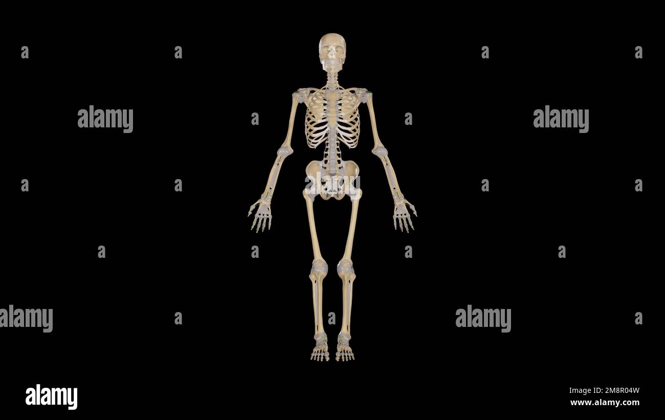 Human skeleton and joints isolated,3D rendering Stock Photo