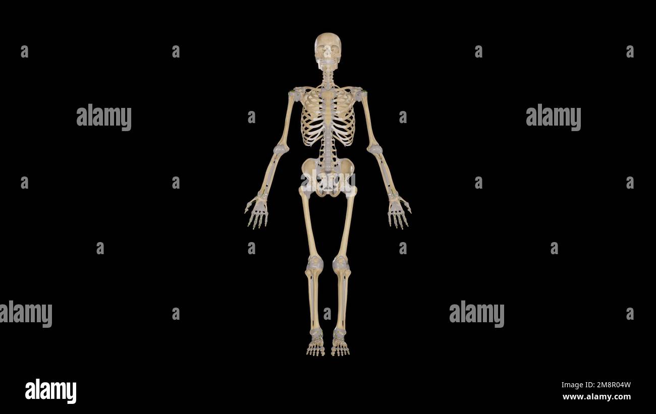 Human skeleton and joints isolated,3D rendering Stock Photo - Alamy