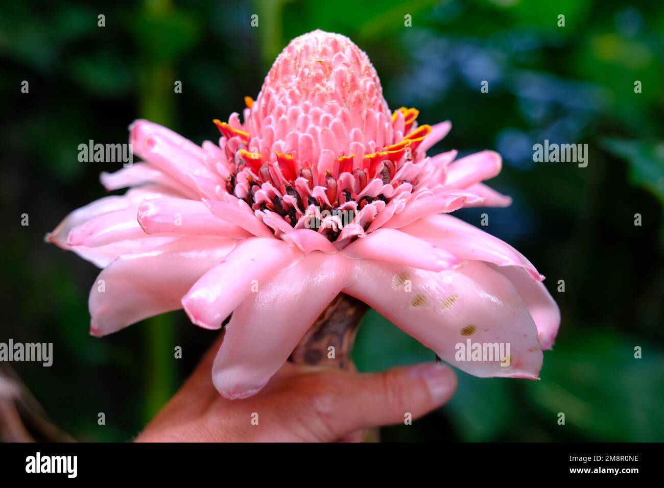 Indonesia Bali - Etlingera elatior - ginger flower - wild ginger Stock Photo
