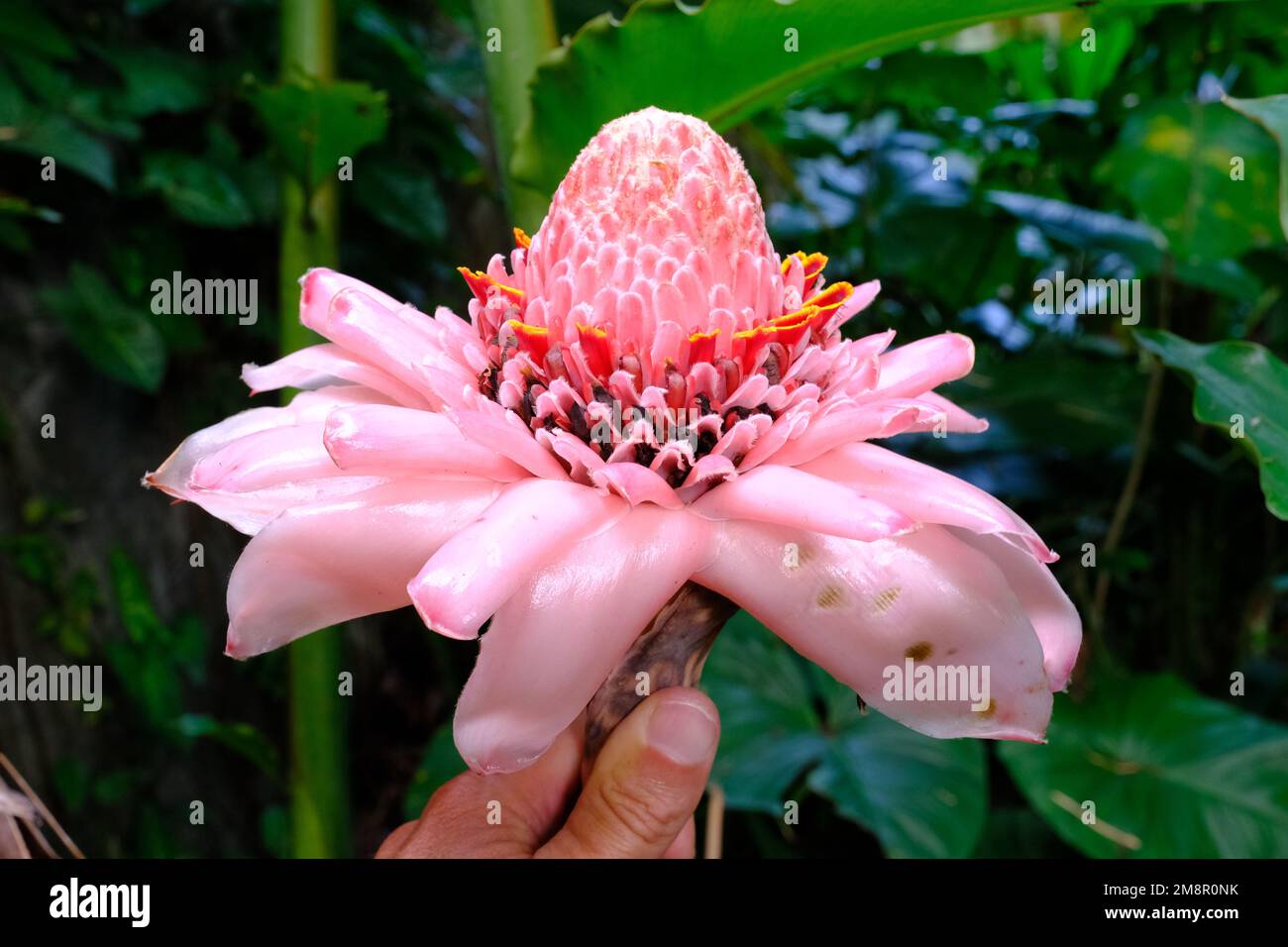 Indonesia Bali - Etlingera elatior - ginger flower - wild ginger Stock Photo