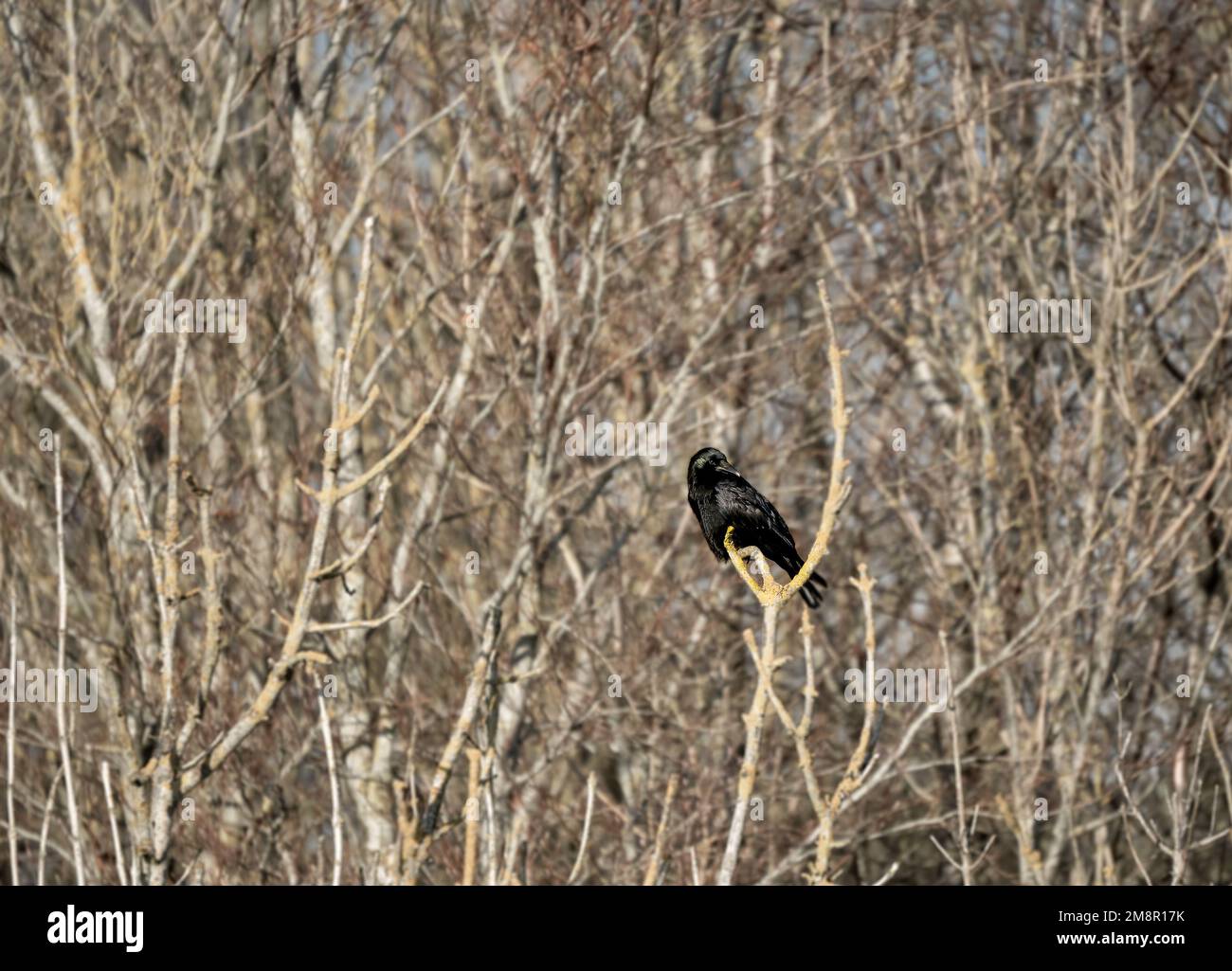 a common raven (Corvus Corax) perched on a low tree branch glistening in afternoon sunlight, Wiltshire UK Stock Photo