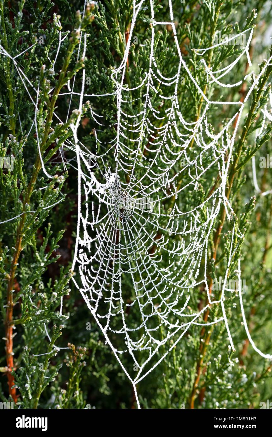 close up of a spider's web glistening with frosty ice Stock Photo
