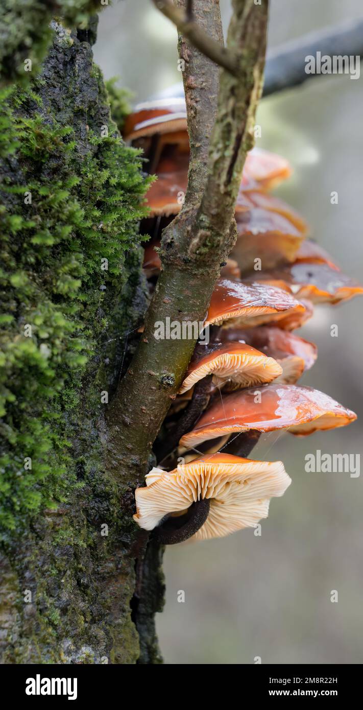 a tiered troop of Velvet Shank (Flammulina velutipes) mushrooms growing on the side of a Common Alder (Alnus glutinosa) tree Stock Photo