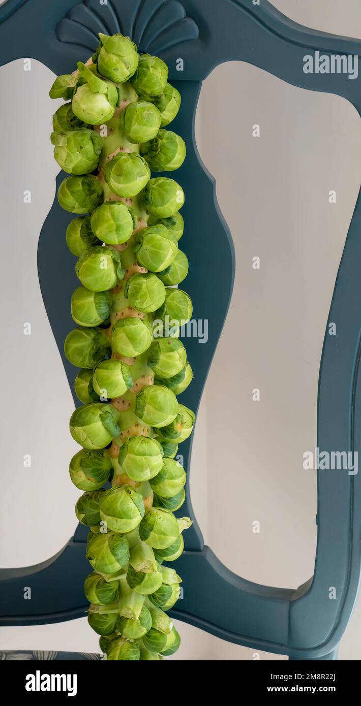 close-up of a Brussels sprouts stalk (Brassica oleracea) loaded with sprouts Stock Photo