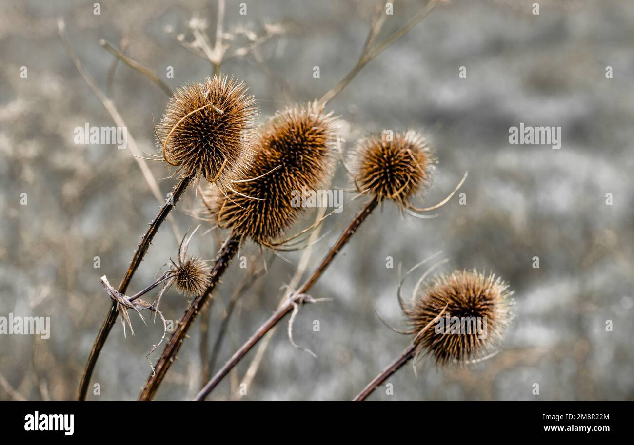 close-up of golden brown flower seed heads of winter Wild Teasel (Dipsacus fullonum) thistle Stock Photo