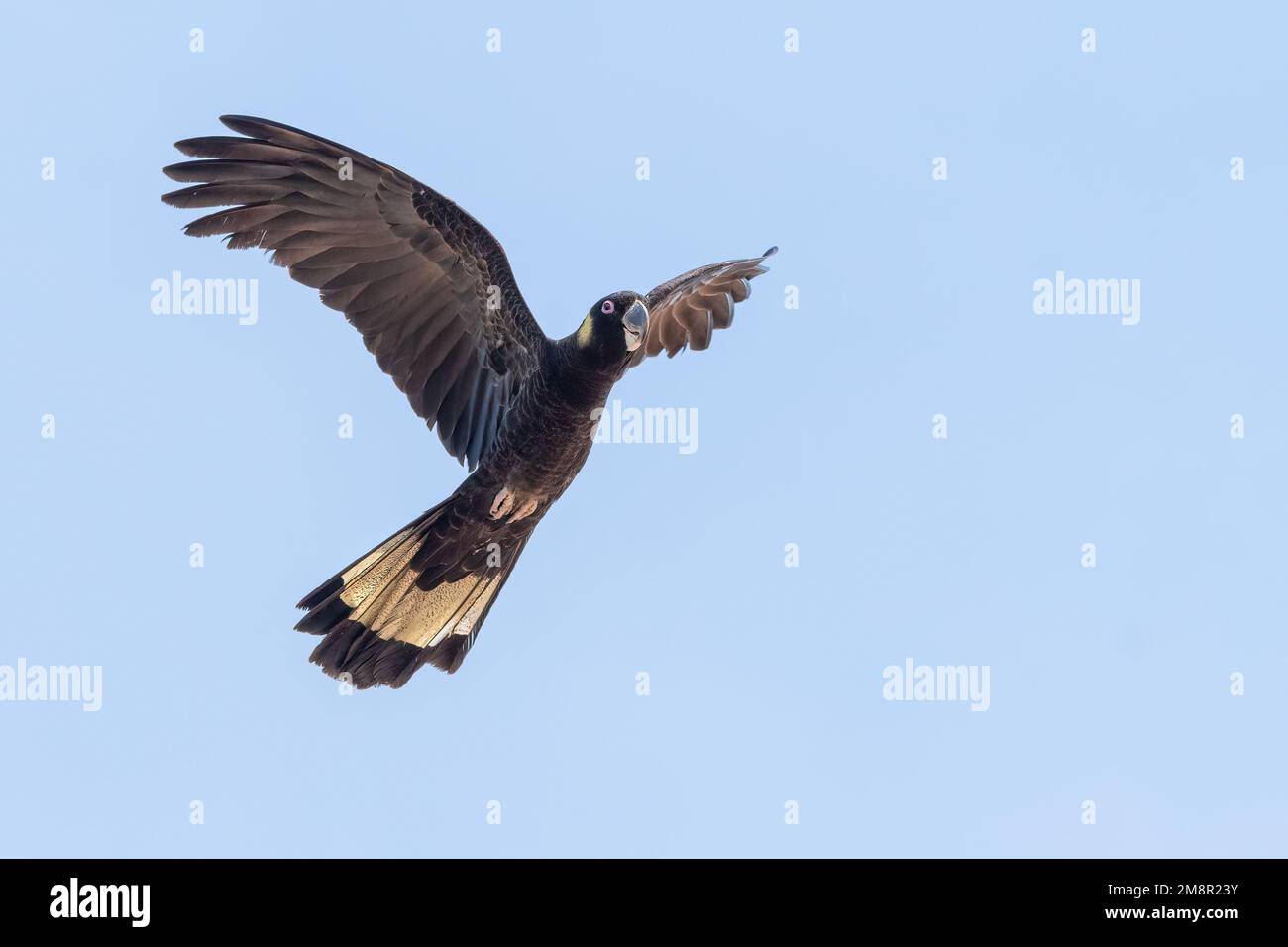 Yellow-tailed black cockatoo (Zanda funerea) flying against a blue sky, Sydney, Australia Stock Photo