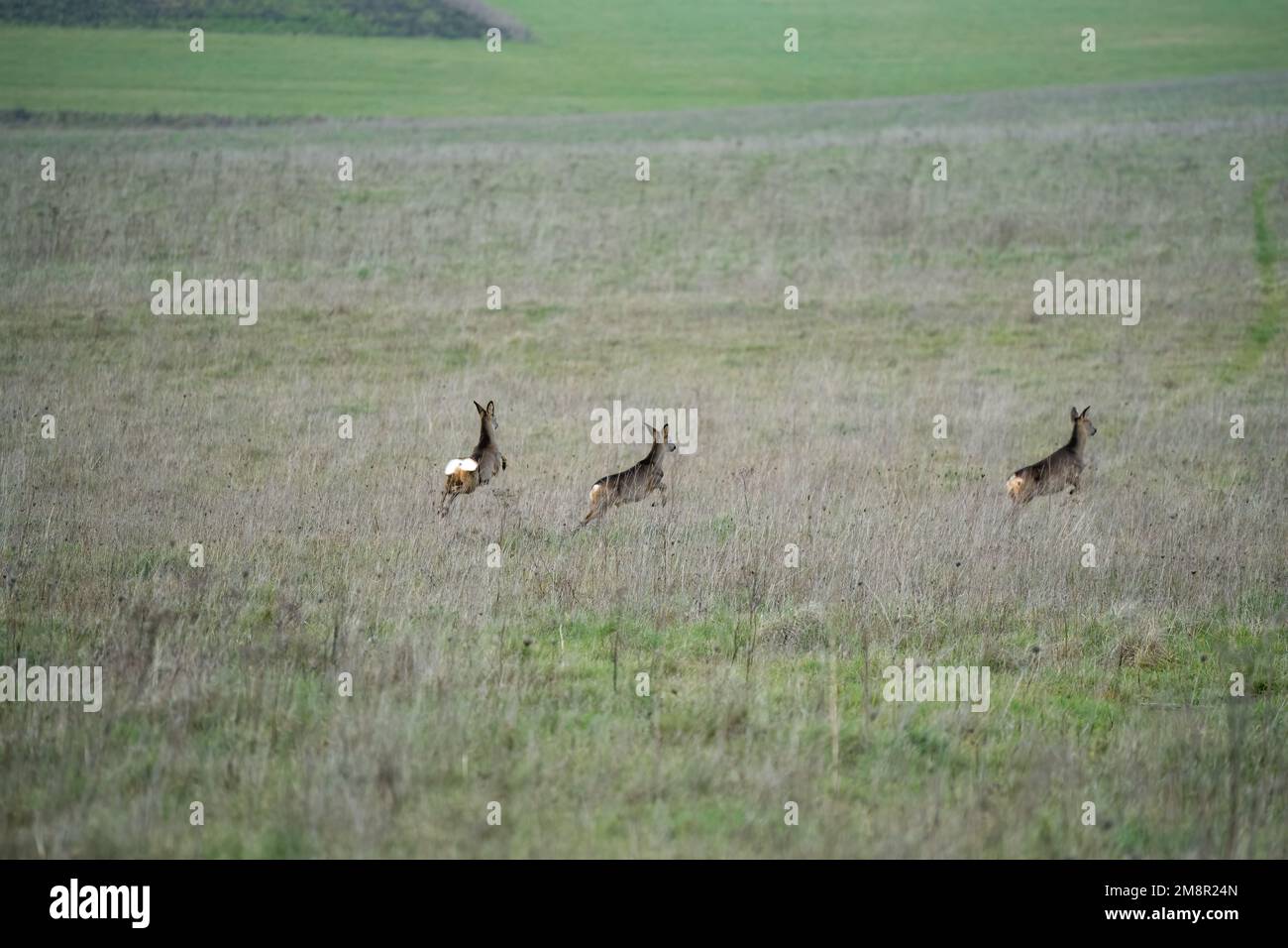 herd of Wild Roe Deer (Capreolus capreolus) running acroos grass meadows Stock Photo