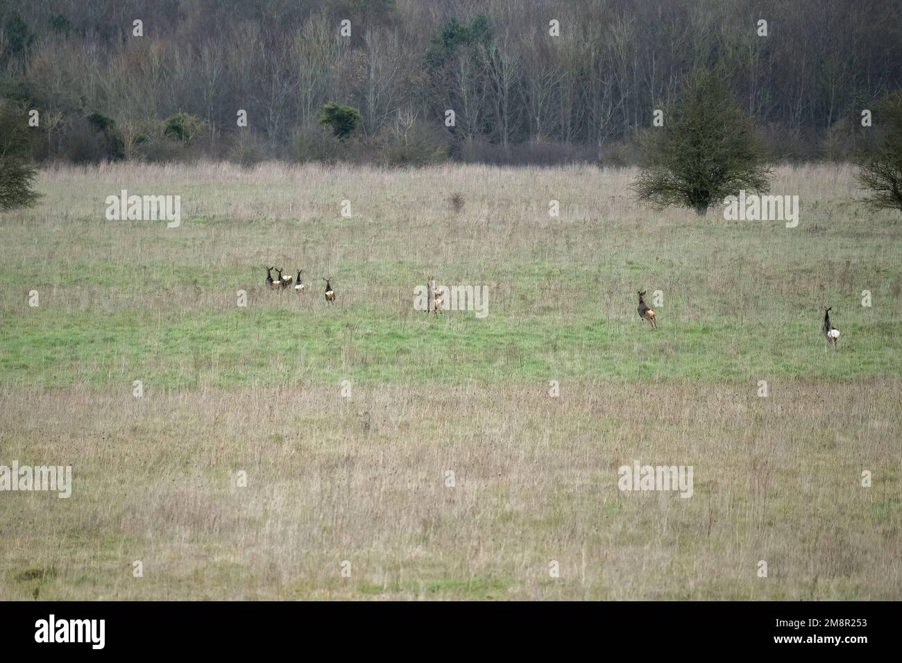 herd of Wild Roe Deer (Capreolus capreolus) running acroos grass meadows Stock Photo