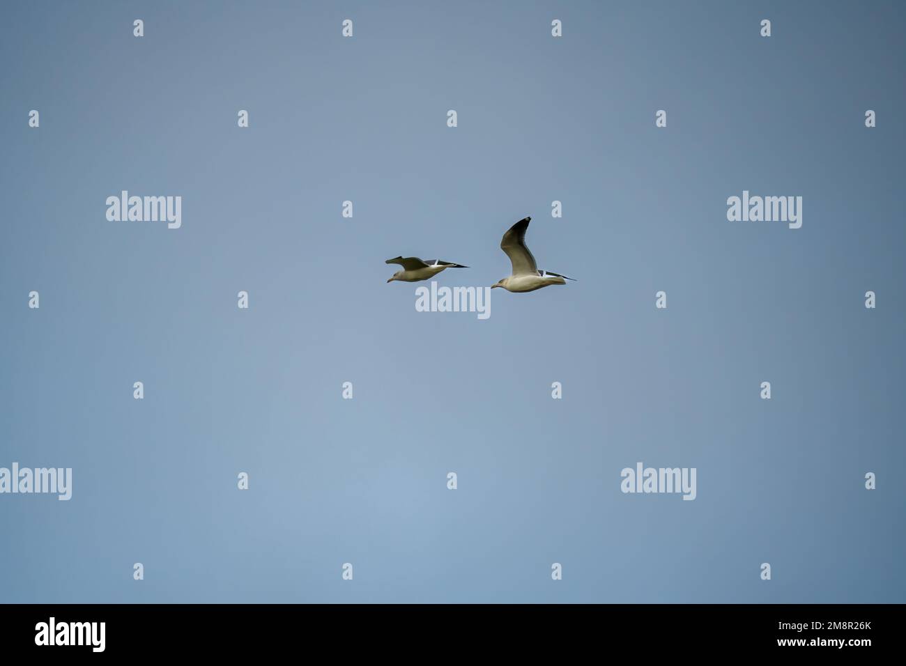 two european herring gulls (Larus argentatus) in flight Stock Photo