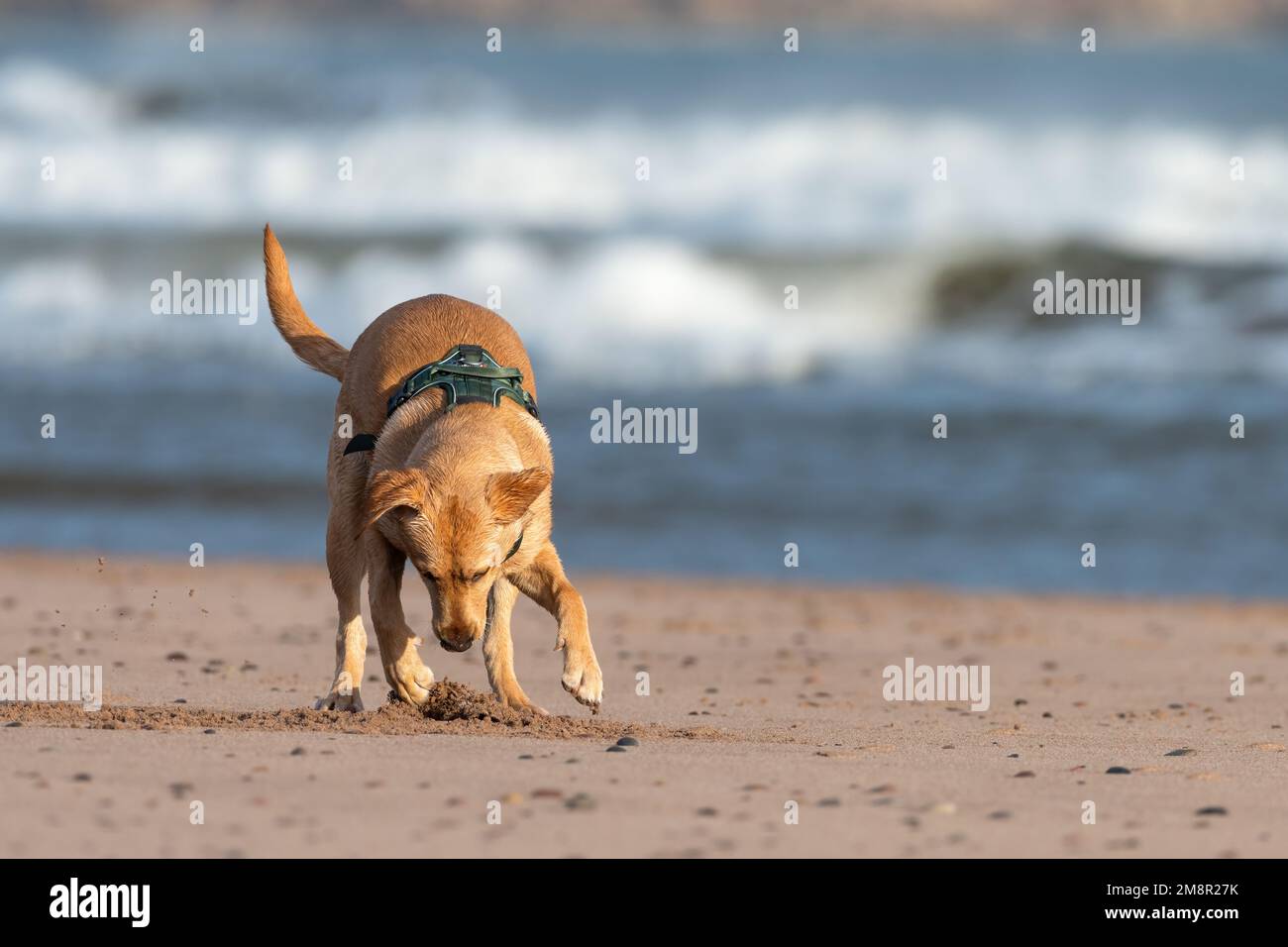 Young labrador retriever playing at the beach Stock Photo