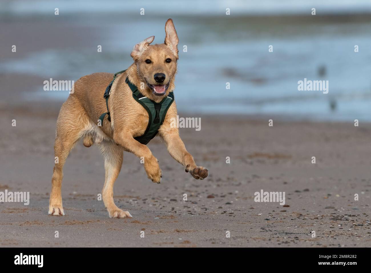 Young labrador retriever playing at the beach Stock Photo