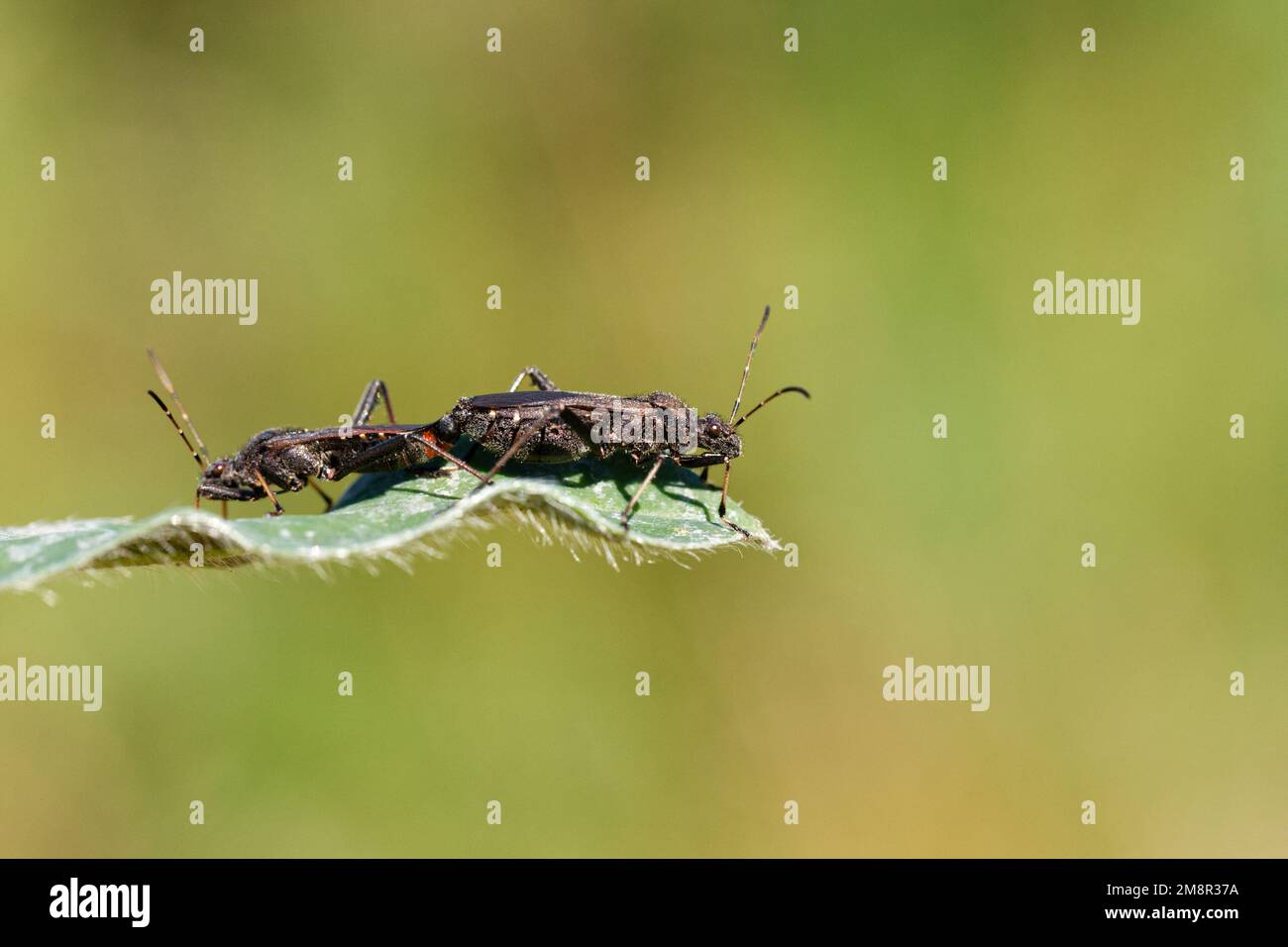 Broad-headed true bugs mating (Alydus calcaratus) Stock Photo