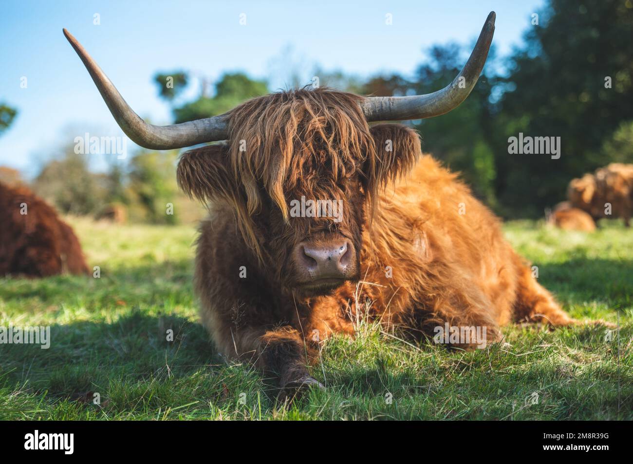 A Scottish Highland cattle laying in the green field Stock Photo - Alamy