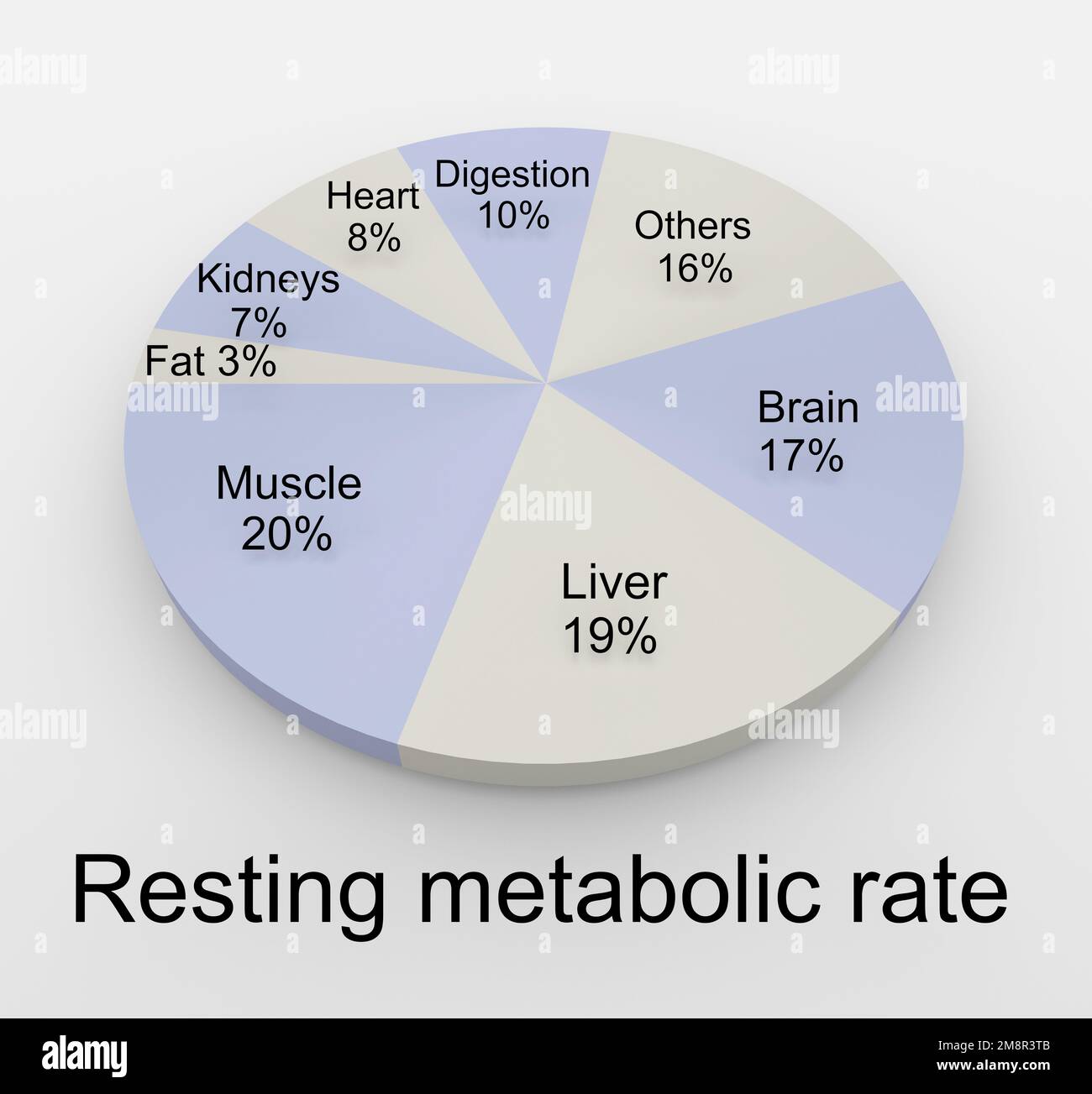 3D illustration of Resting Metabolism Rate title below a pie chart, isolated over pale gray. Stock Photo