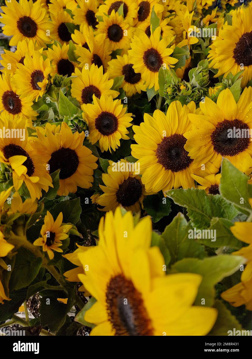 Closeup of yellow flowers of the annual sunflower Helianthus annuus with dark brown centres. Stock Photo