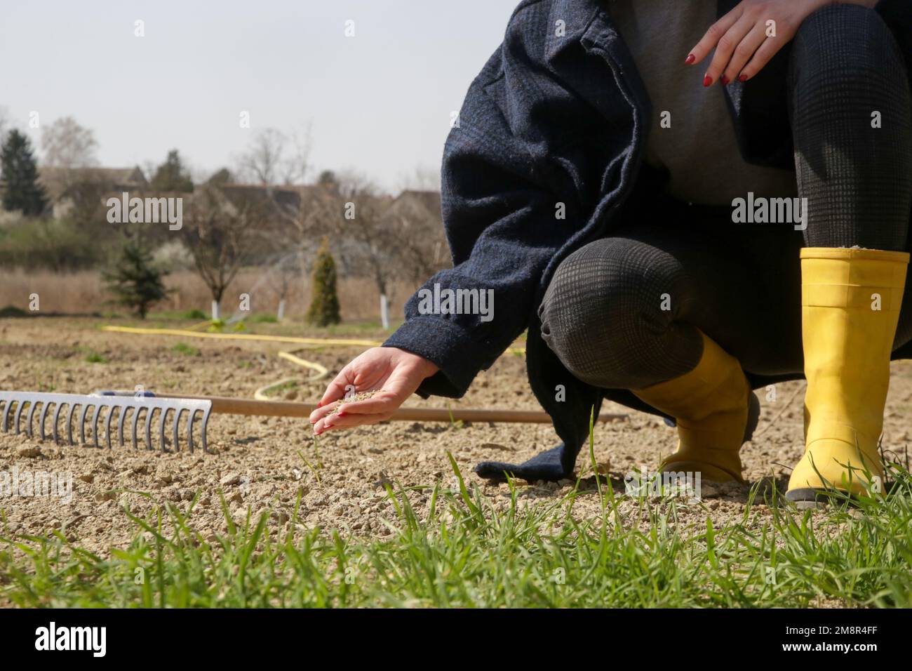 Grass seed in hand. Planting grass. Process of sowing and growing a lawn. Serie of photos Stock