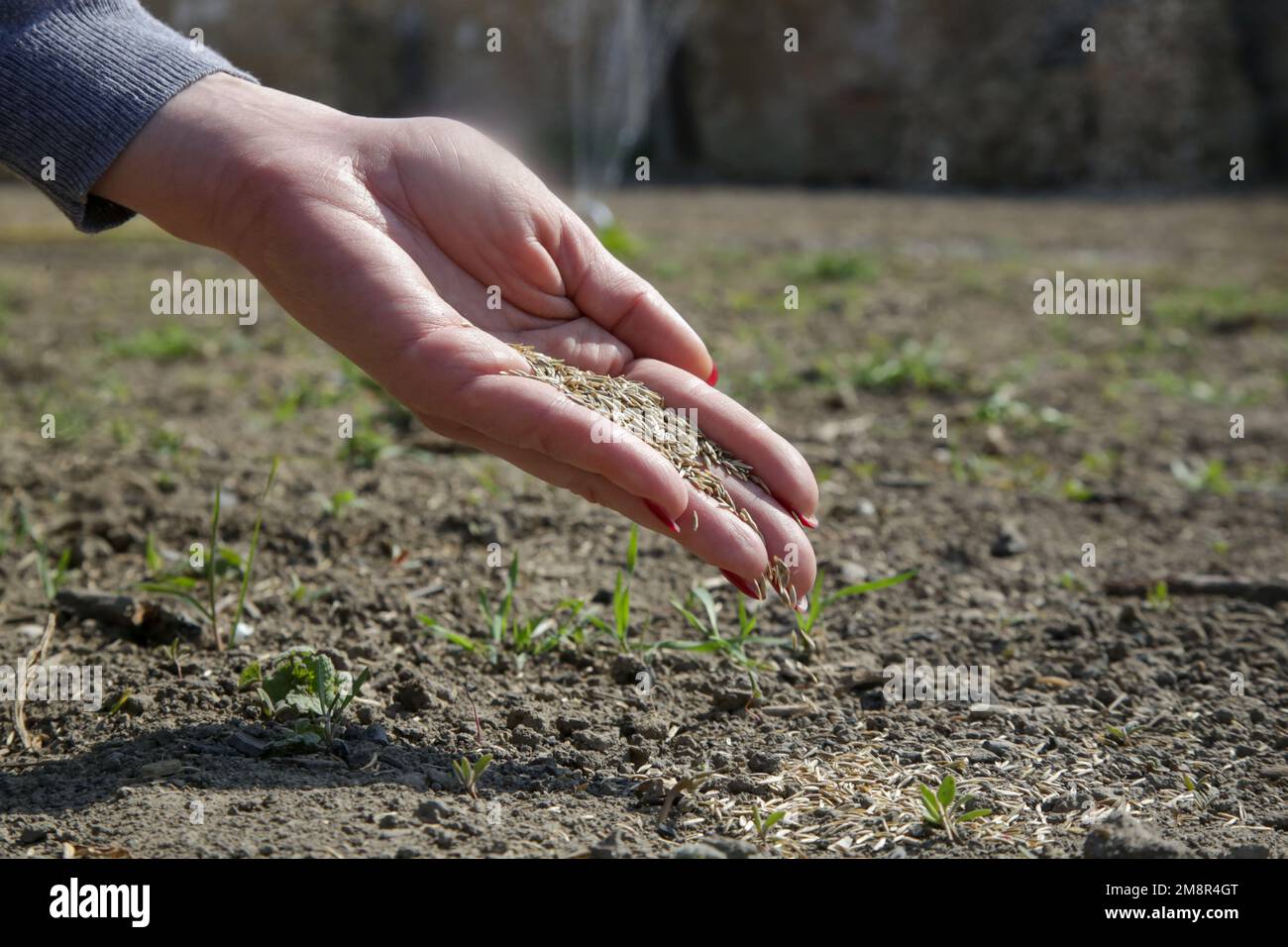 Grass seed in hand. Planting grass. Process of sowing and growing a