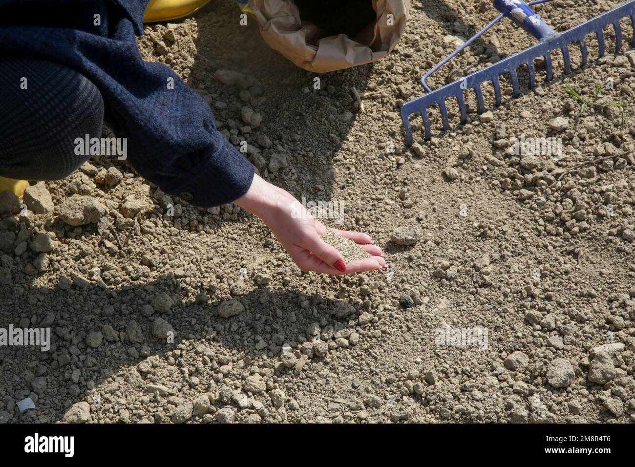 Grass seed in hand. Planting grass. Process of sowing and growing a lawn. Serie of photos Stock