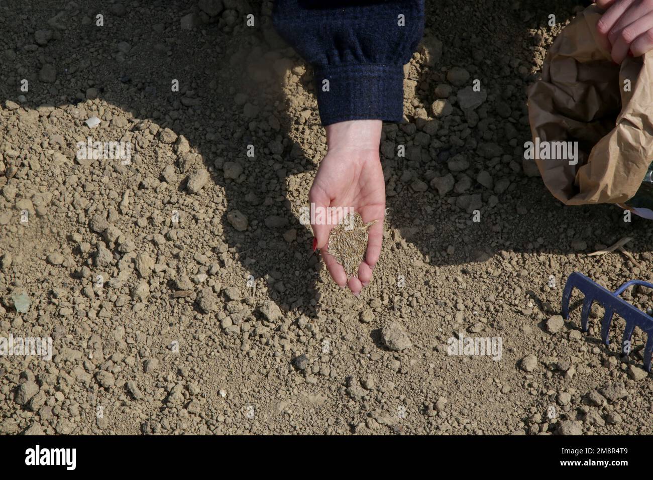 Grass seed in hand. Planting grass. Process of sowing and growing a lawn. Serie of photos Stock
