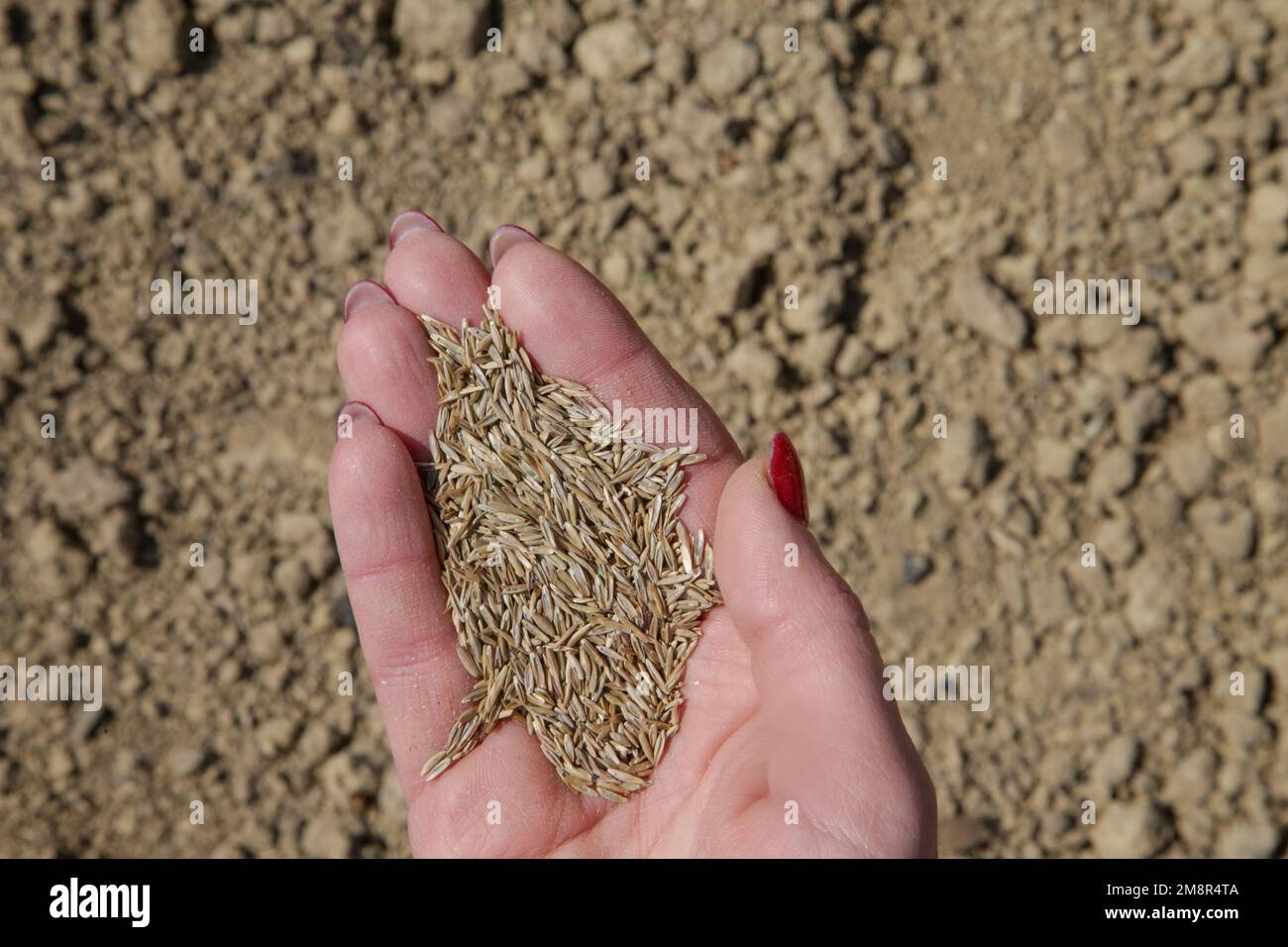 Grass seed in hand. Planting grass. Process of sowing and growing a lawn. Serie of photos. Stock Photo