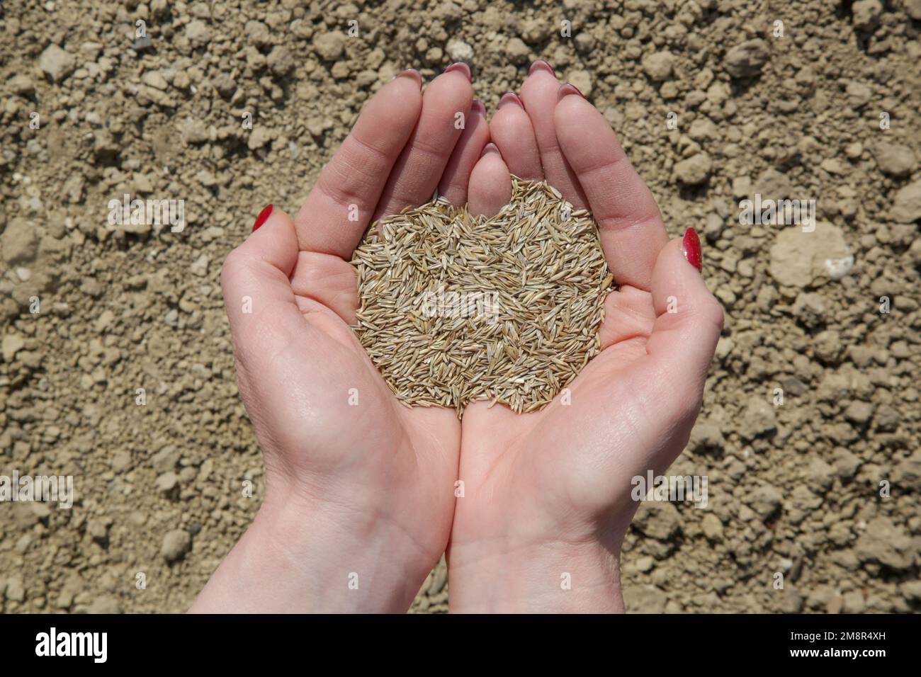 Grass seed in hand. Planting grass. Process of sowing and growing a lawn. Serie of photos Stock