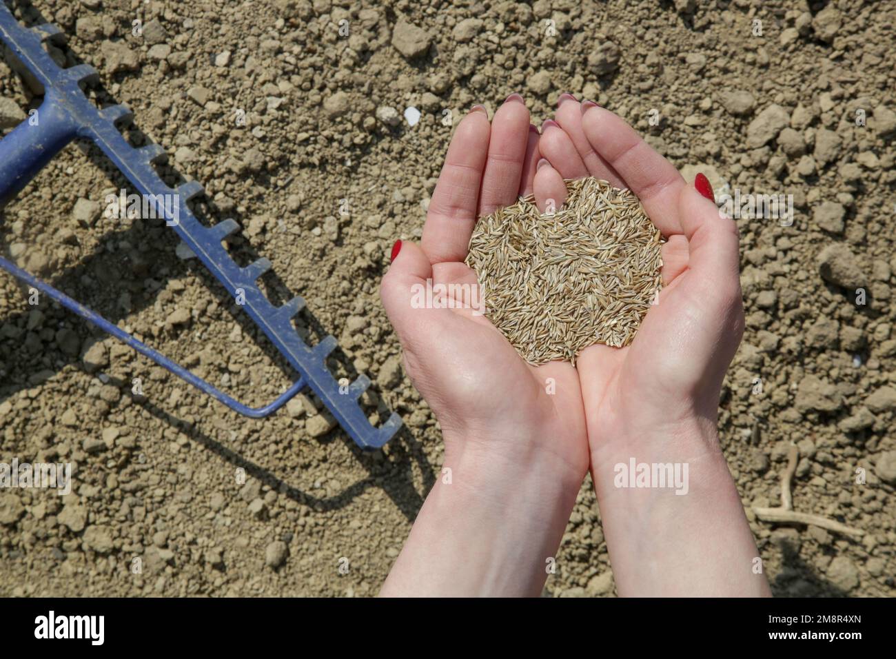 Grass seed in hand. Planting grass. Process of sowing and growing a