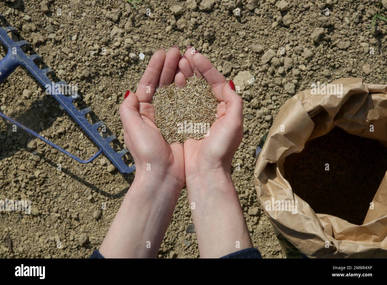 Grass seed in hand. Planting grass. Process of sowing and growing a lawn. Serie of photos Stock