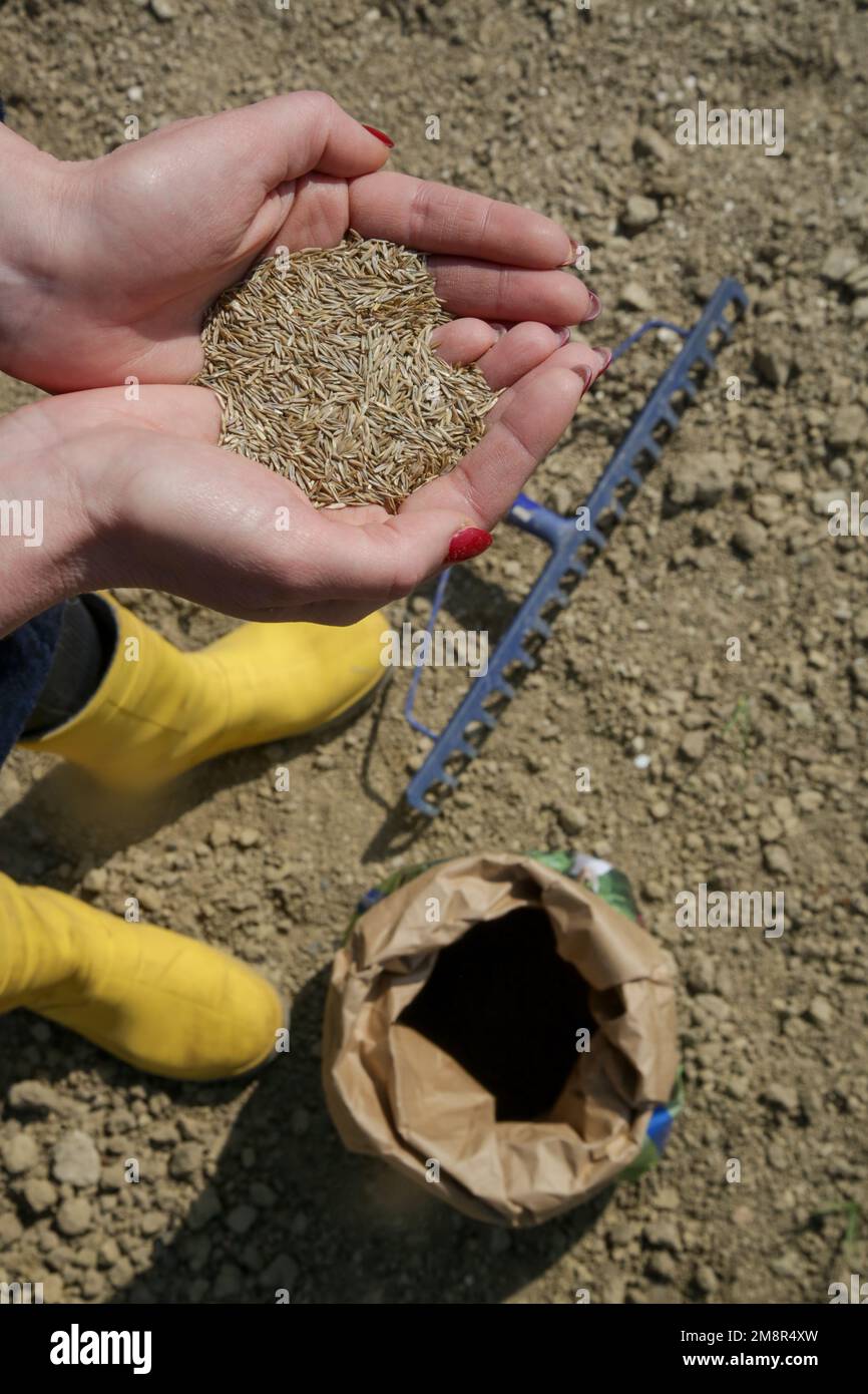Grass seed in hand. Planting grass. Process of sowing and growing a lawn. Serie of photos Stock