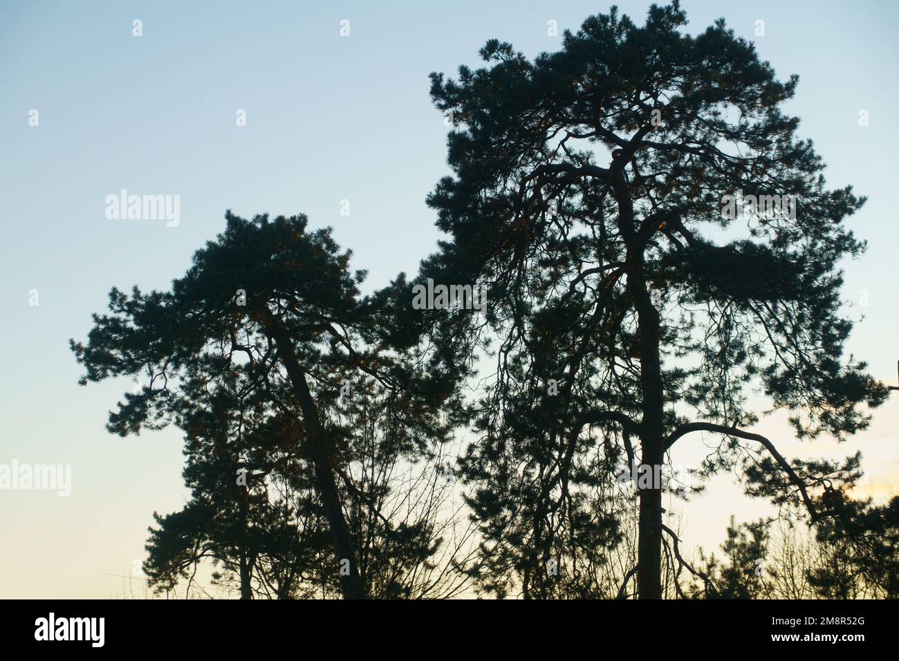 pine trees with sunset sky Stock Photo