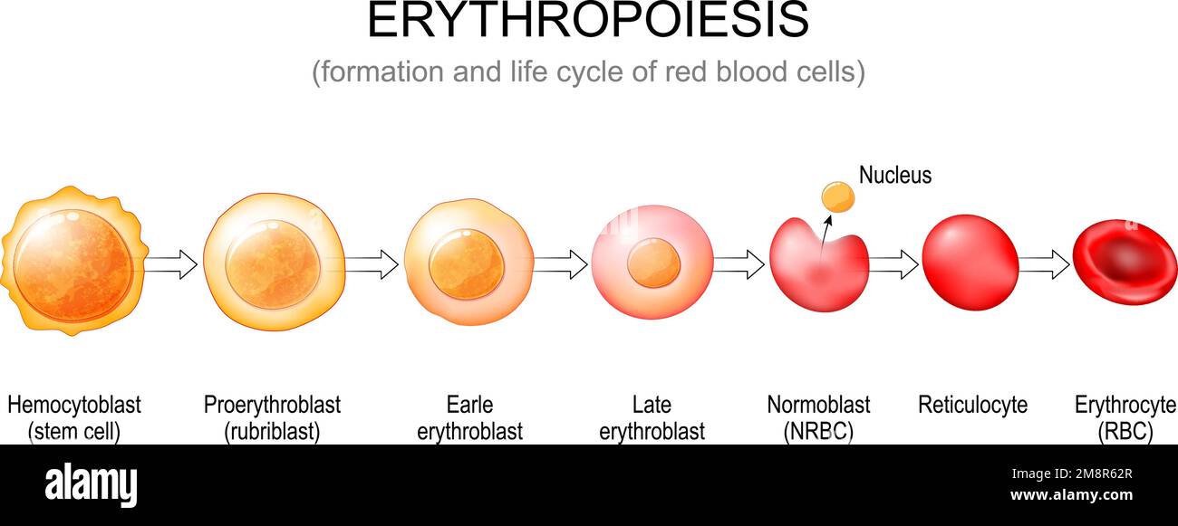 Erythropoiesis. Formation and life cycle of red blood cells from stem cell to Normoblast, Reticulocyte and Erythrocyte. Vector poster Stock Vector