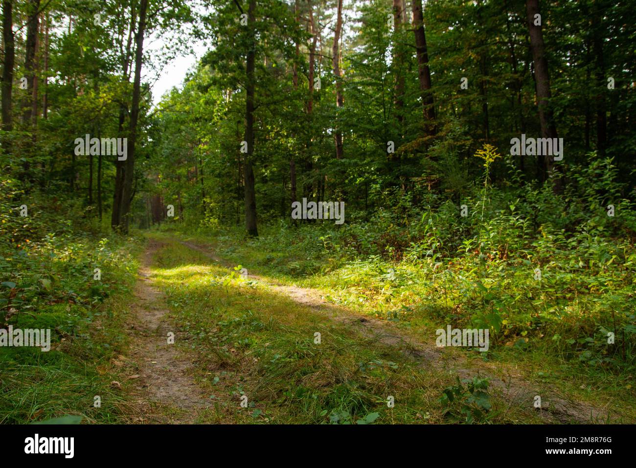 road in the forest going into the distance Stock Photo - Alamy