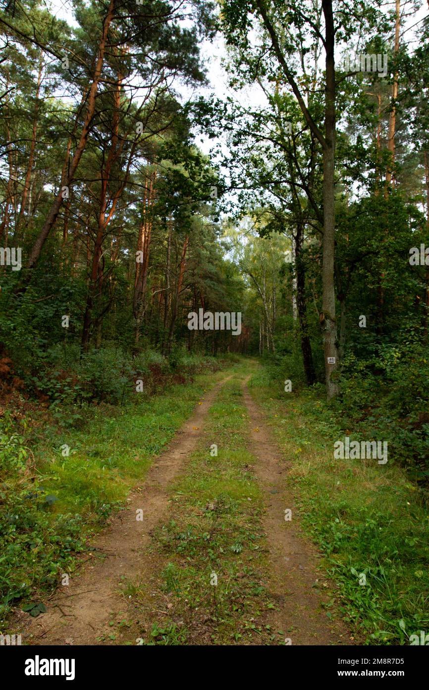 road in the forest going into the distance Stock Photo - Alamy