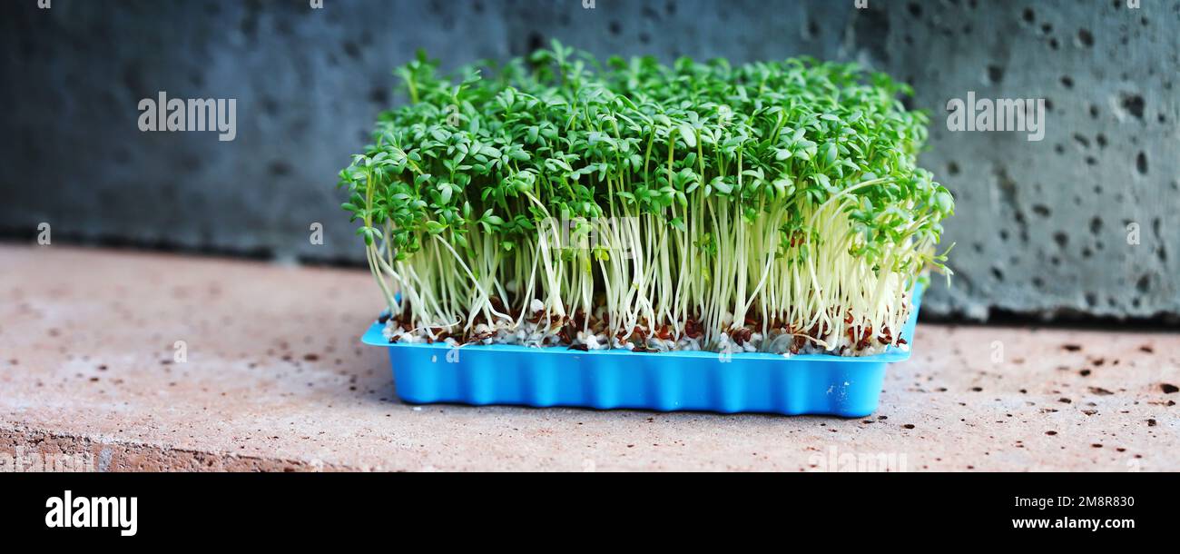 Selective focus. Microgreens grow in a tray. Germination of microgreens. Stock Photo