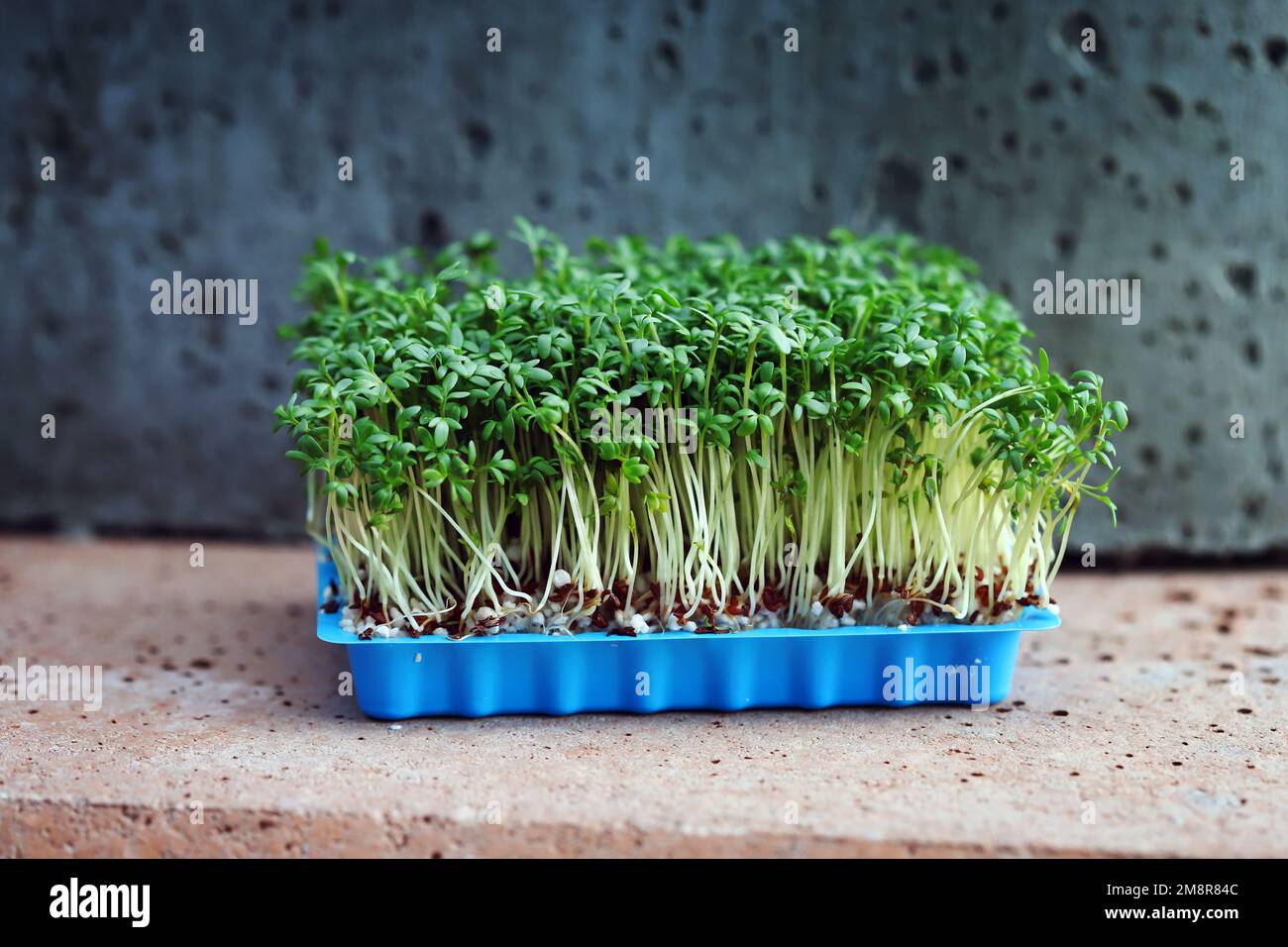 Selective focus. Microgreens grow in a tray. Germination of microgreens. Stock Photo