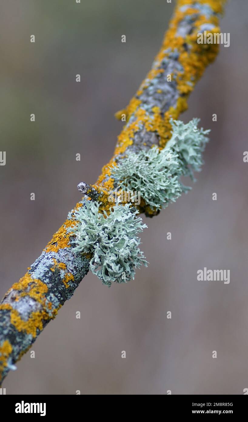 a beautiful macro-photo of lichen on a tree branch , lichen is a composite organism that arises from algae or cyanobacteria Stock Photo