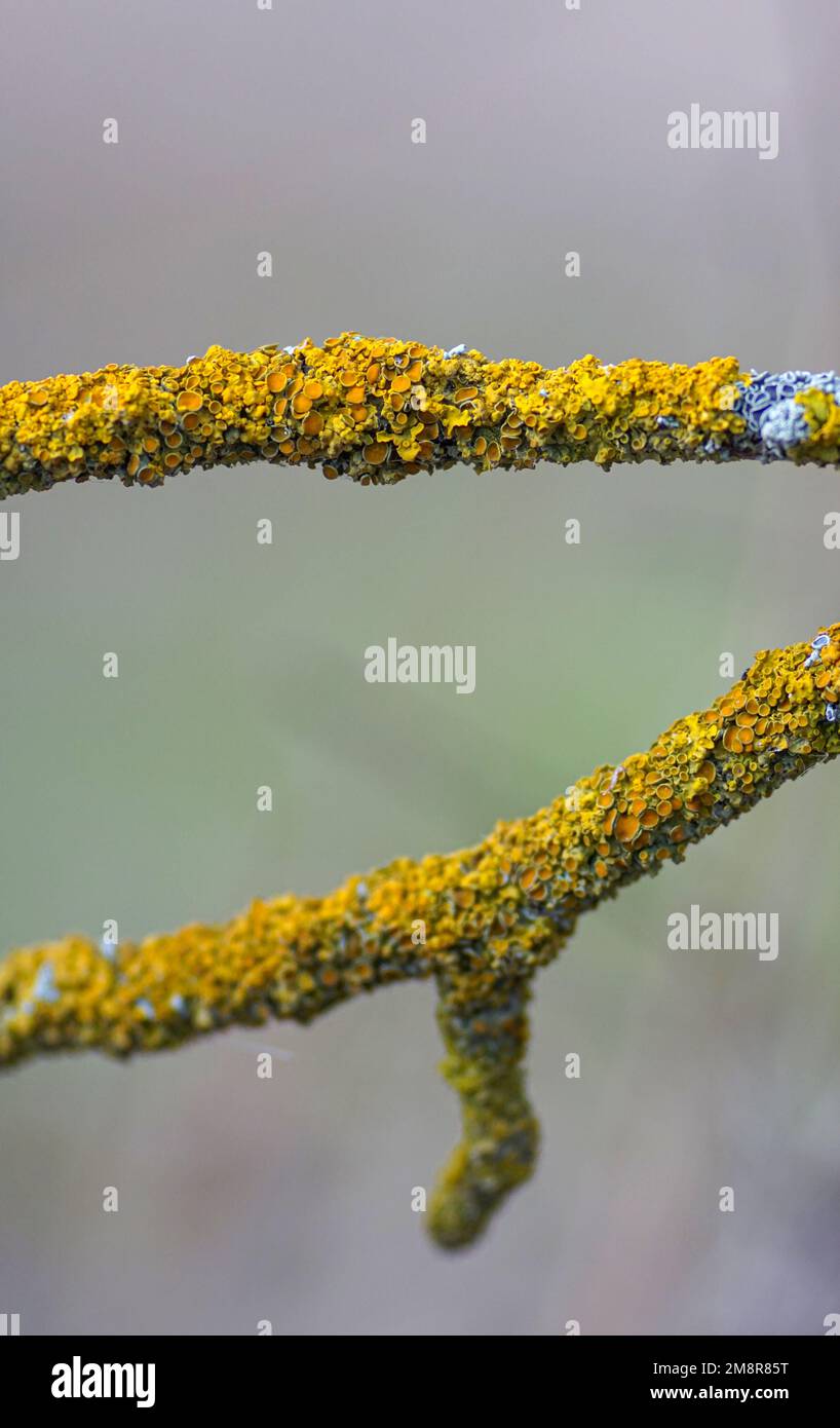 a beautiful macro-photo of lichen on a tree branch ( lichen is a composite organism that arises from algae or cyanobacteria) Stock Photo