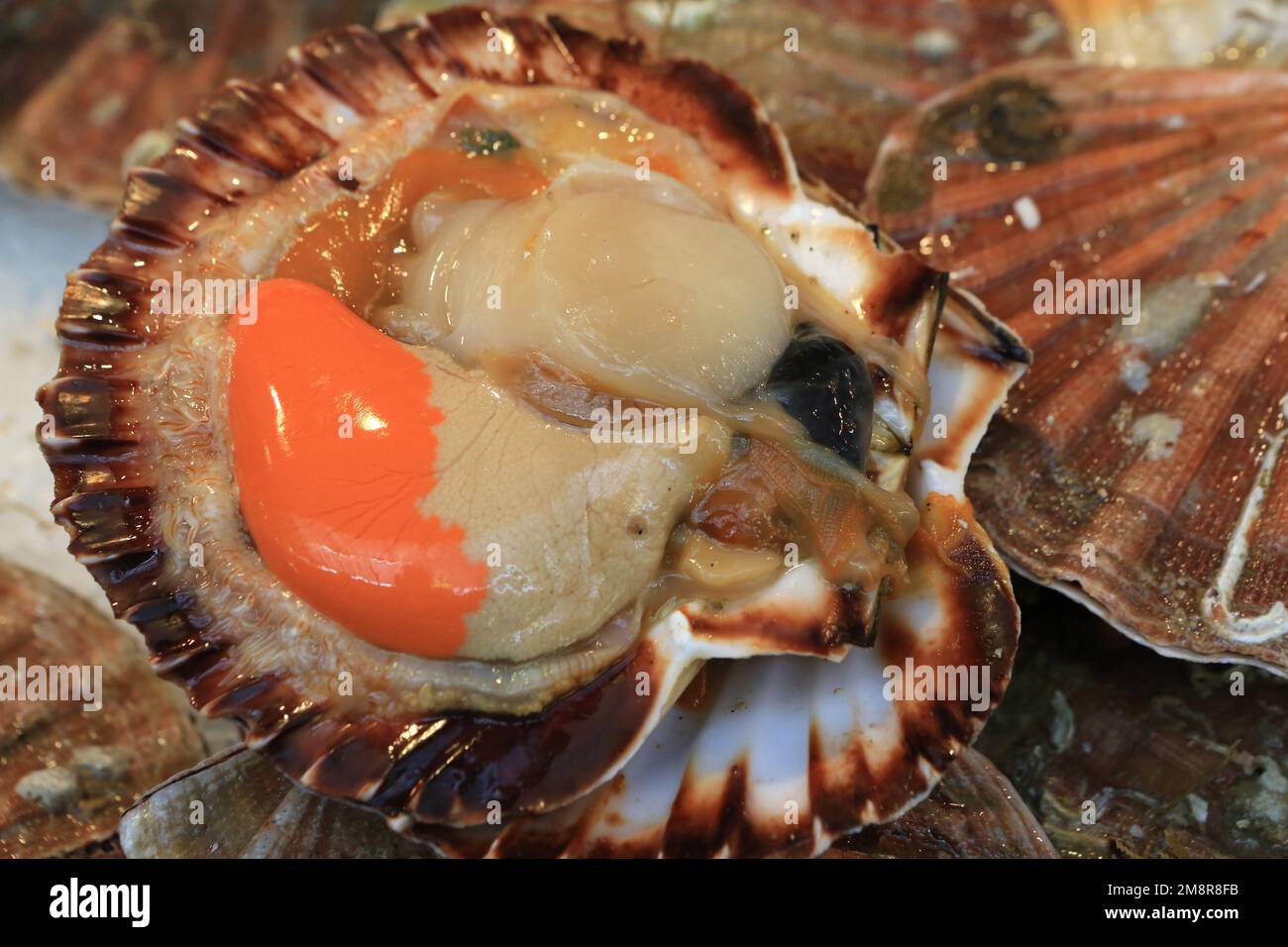Pecten maximus. France. Europe Stock Photo Alamy