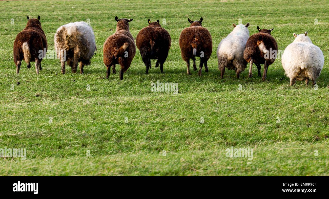 St. Peter Ording, Germany. 15th Jan, 2023. Sheep flee from strong gusts of wind from a meadow into sheltered areas. Credit: Axel Heimken/dpa/Alamy Live News Stock Photo