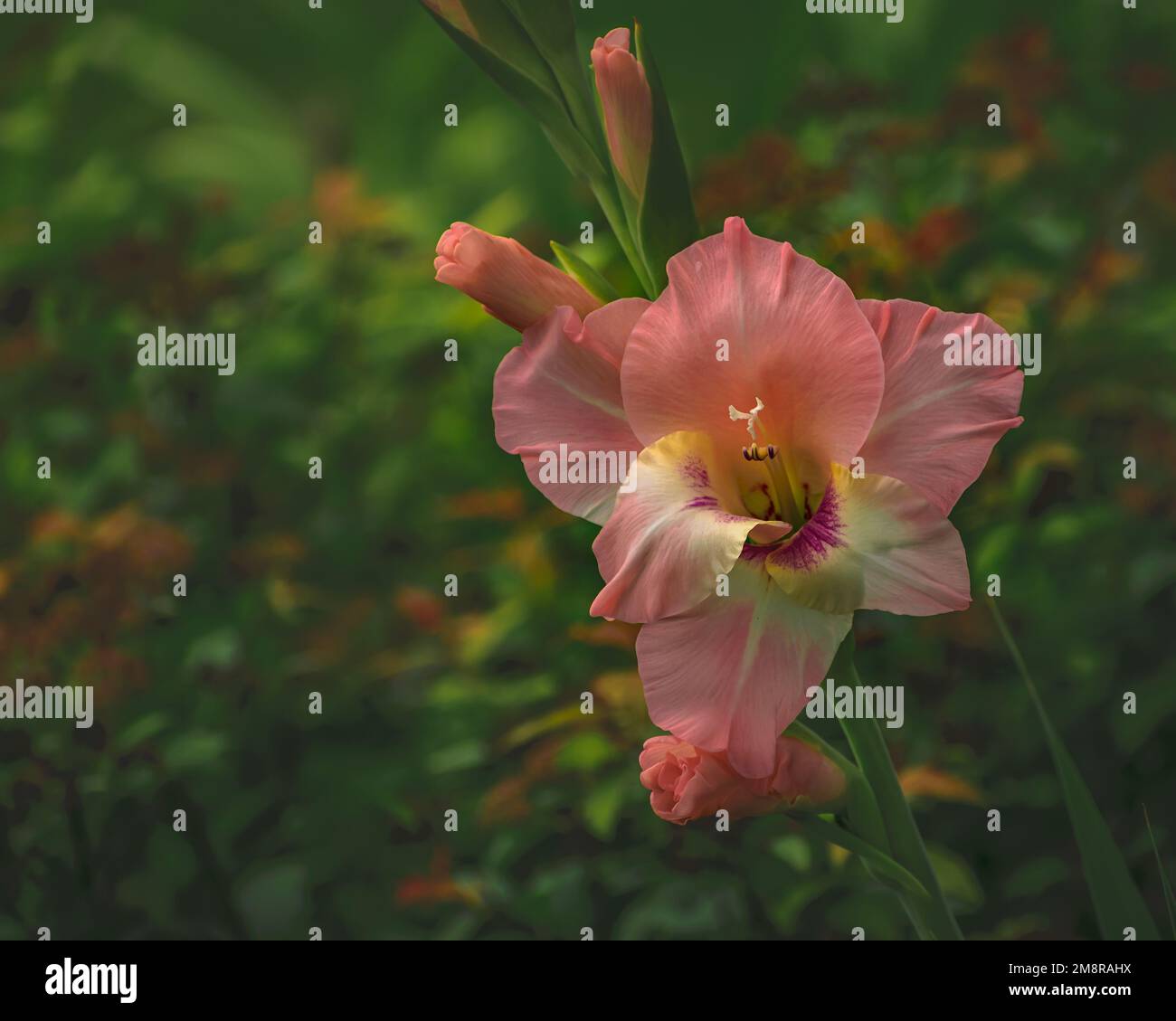 A closeup shot of a pink Sword lily against the green plants in a garden Stock Photo