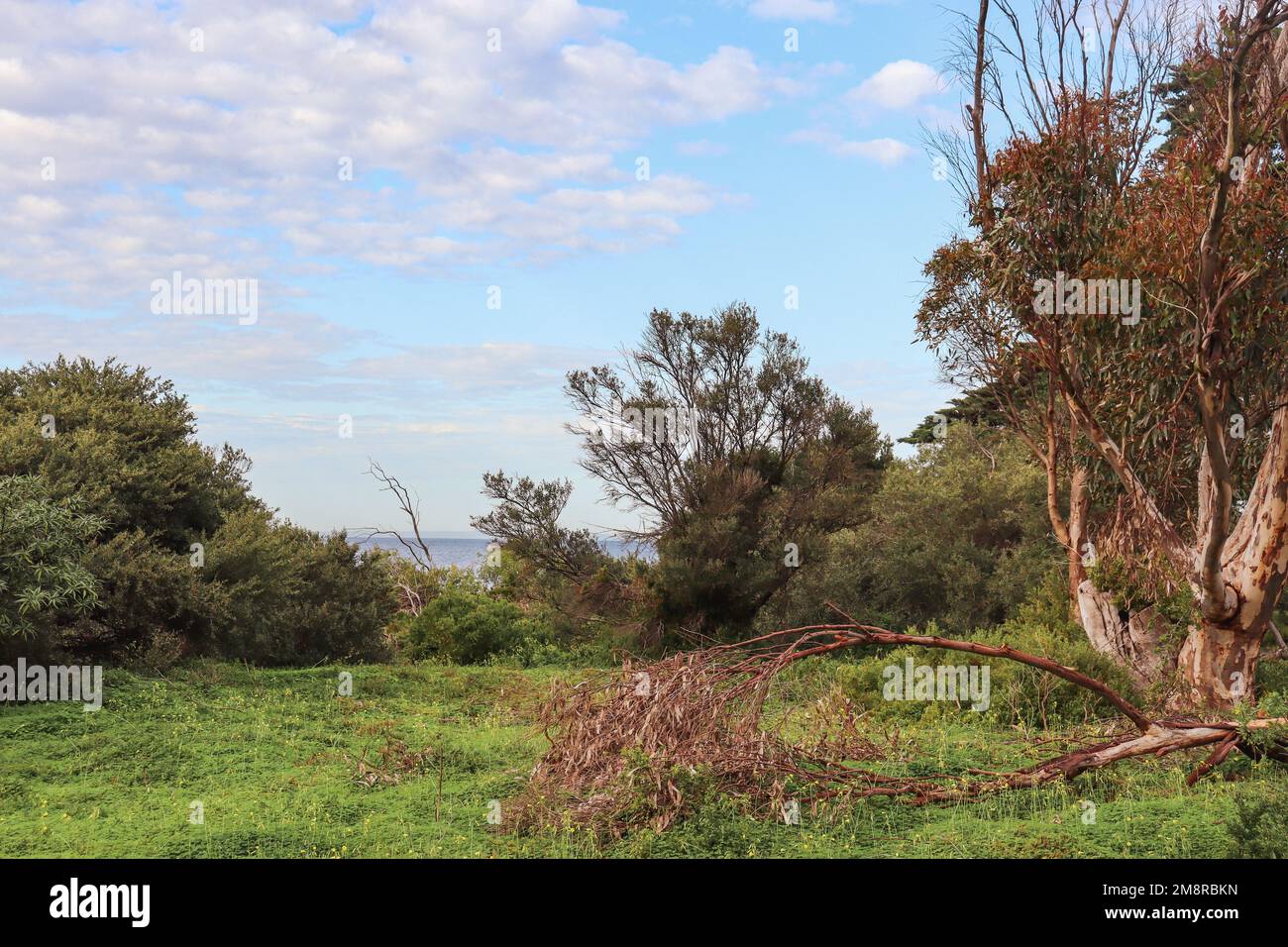 A rural landscape with trees and green vegetation under a cloudy sky ...