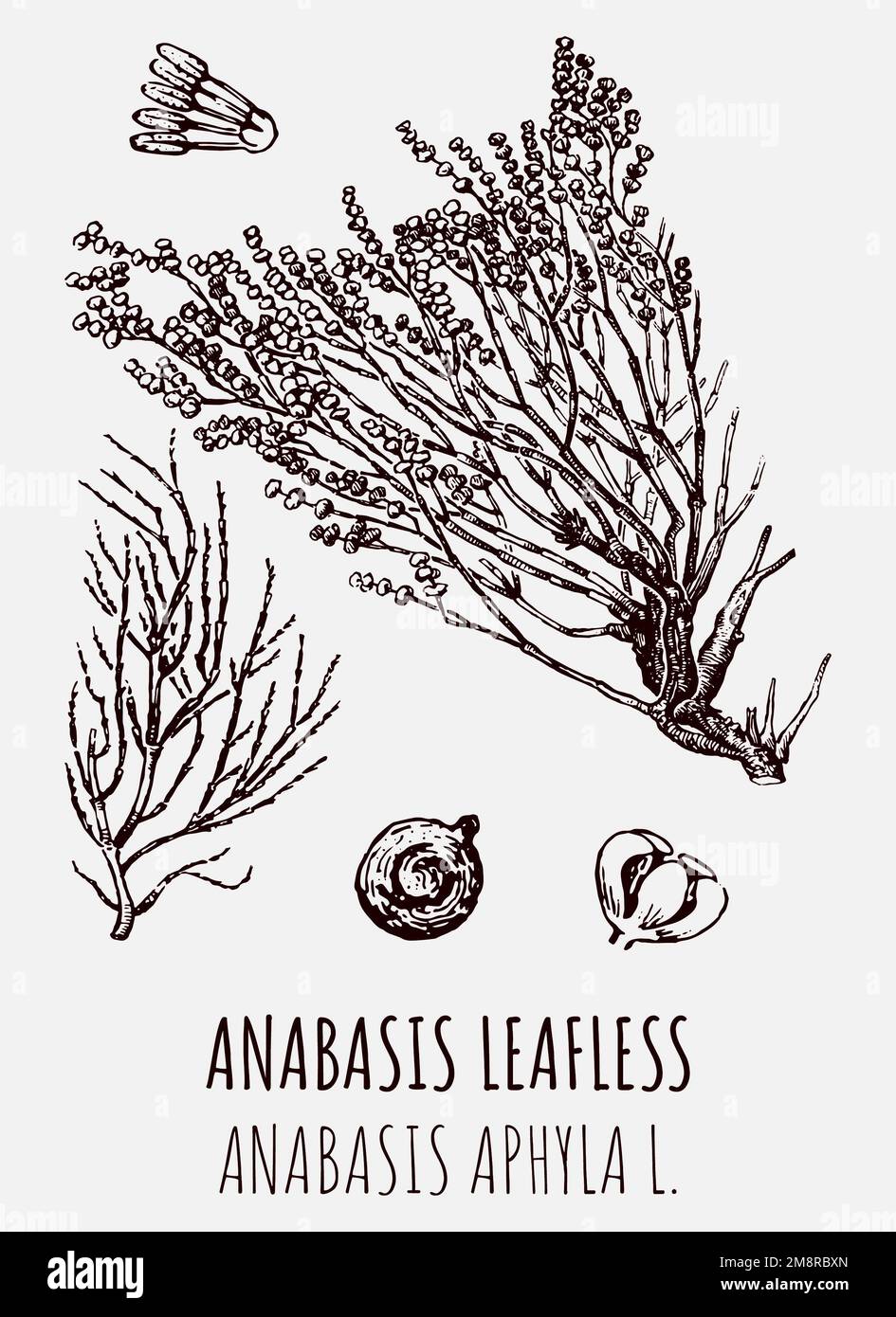 Drawings of ANABASIS LEAFLESS. Hand drawn illustration. Latin name ...
