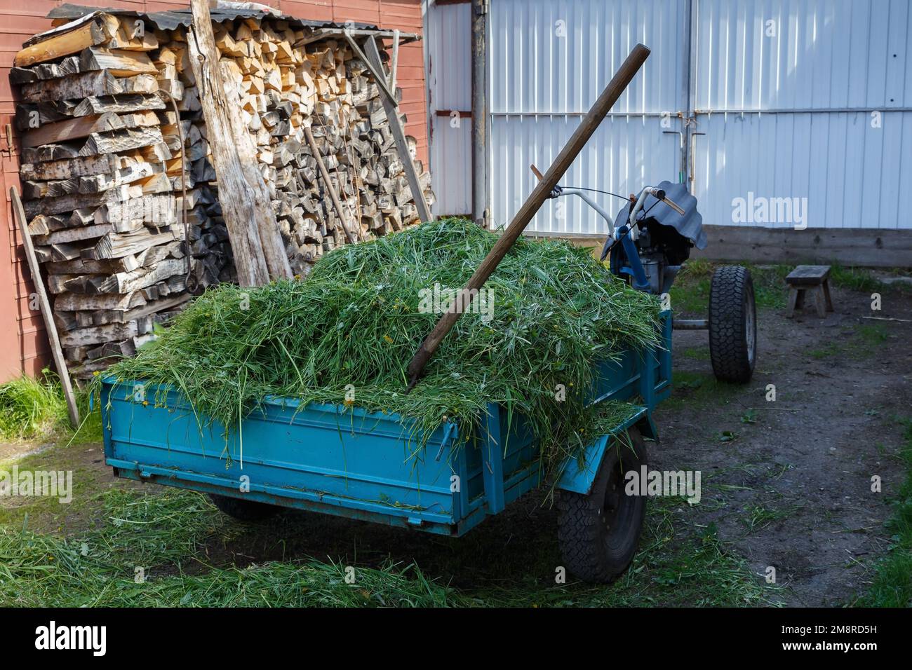 walking tractor standing in the yard. A two-wheel tractor is loaded with cut green grass. Stock Photo