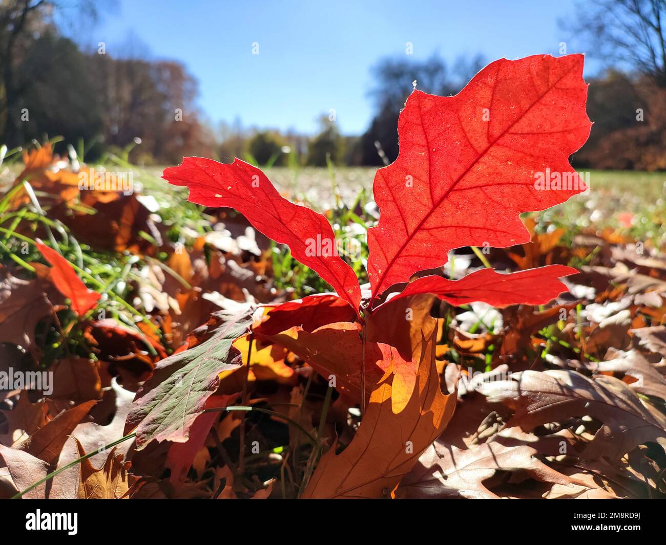 A beautiful bright red oak leaf grows in green grass in a clearing in the forest on a sunny autumn day with a blue clear sky close-up. Bottom view. Nature, environment background Stock Photo