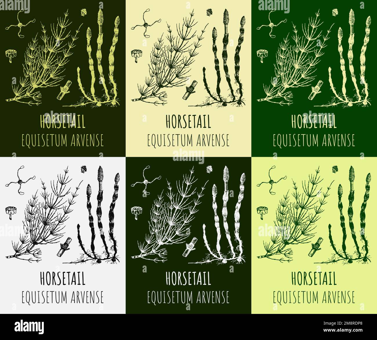 Set of vector drawings HORSETAIL in different colors. Hand drawn
