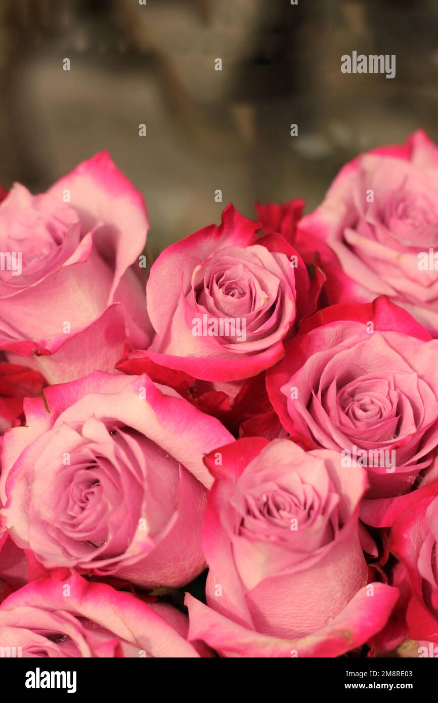 Beautiful typical common bouquet of roses and fresh flowers Stock Photo ...